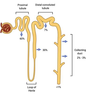 Dysnatremia in Gastrointestinal Disorders